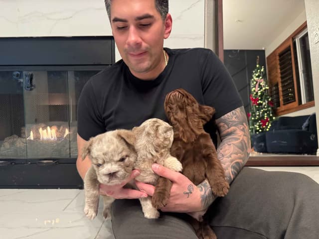 Big Rope French Bulldog Puppies San Diego, CA media 3