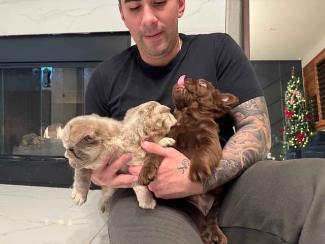 Big Rope French Bulldog Puppies San Diego, CA media 10
