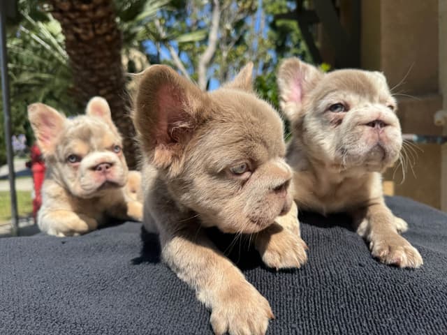 Full Litter FLUFF French Bulldog Puppies - San Diego media 2