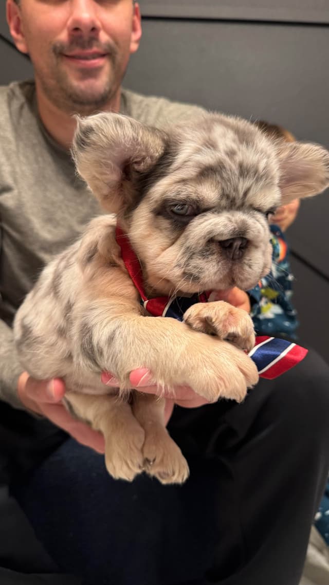 Full Litter FLUFF French Bulldog Puppies - San Diego media 3