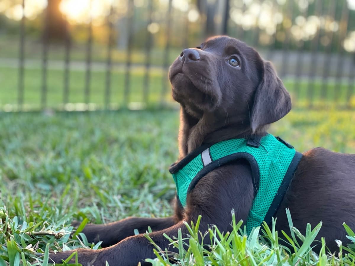 Labrador Retriever Puppies breeder image 1