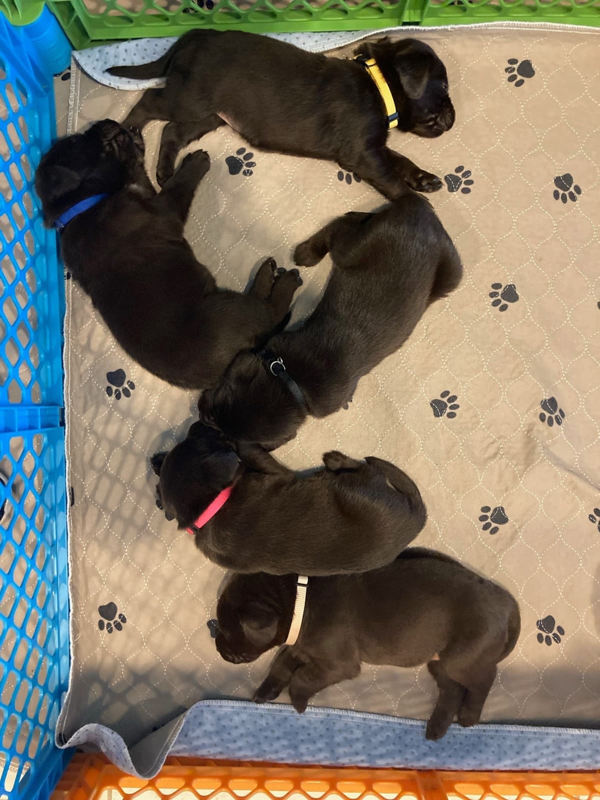 Labrador Retriever Puppies breeder image 3