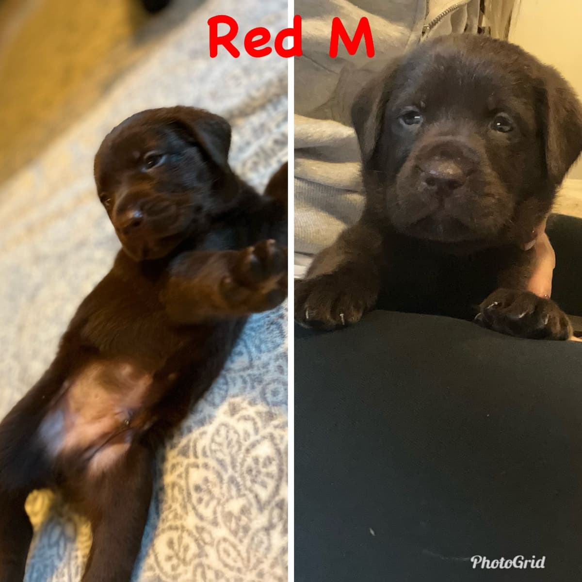 Labrador Retriever Puppies breeder image 2