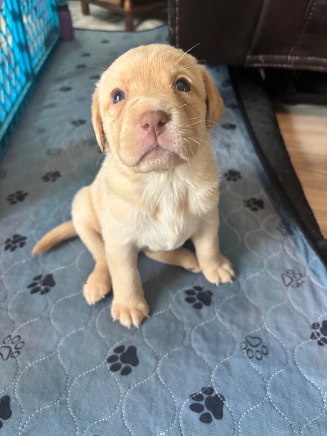 Labrador Retriever Puppies media 3