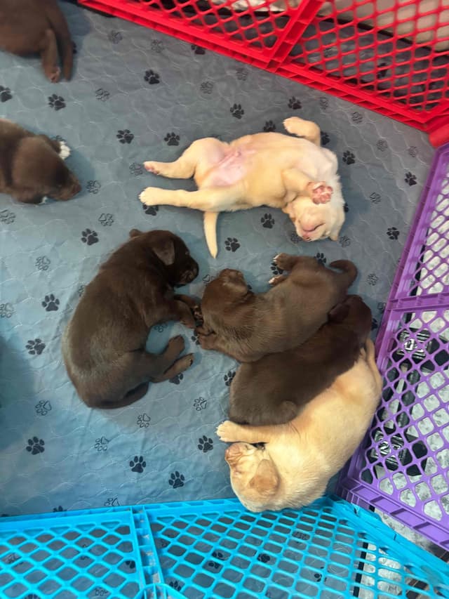Labrador Retriever Puppies media 4