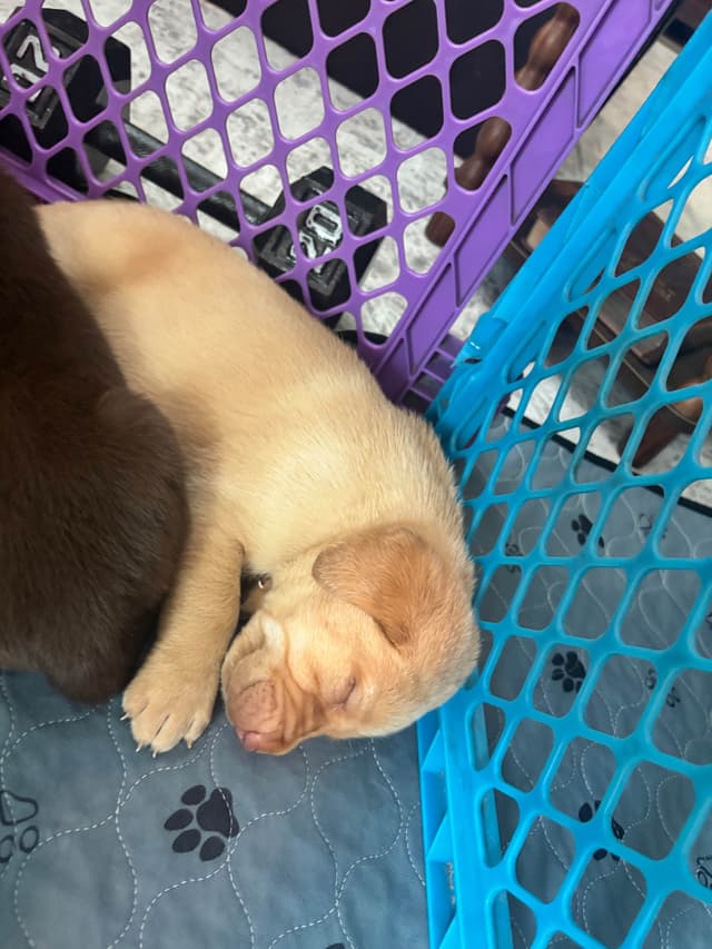 Labrador Retriever Puppies media 7