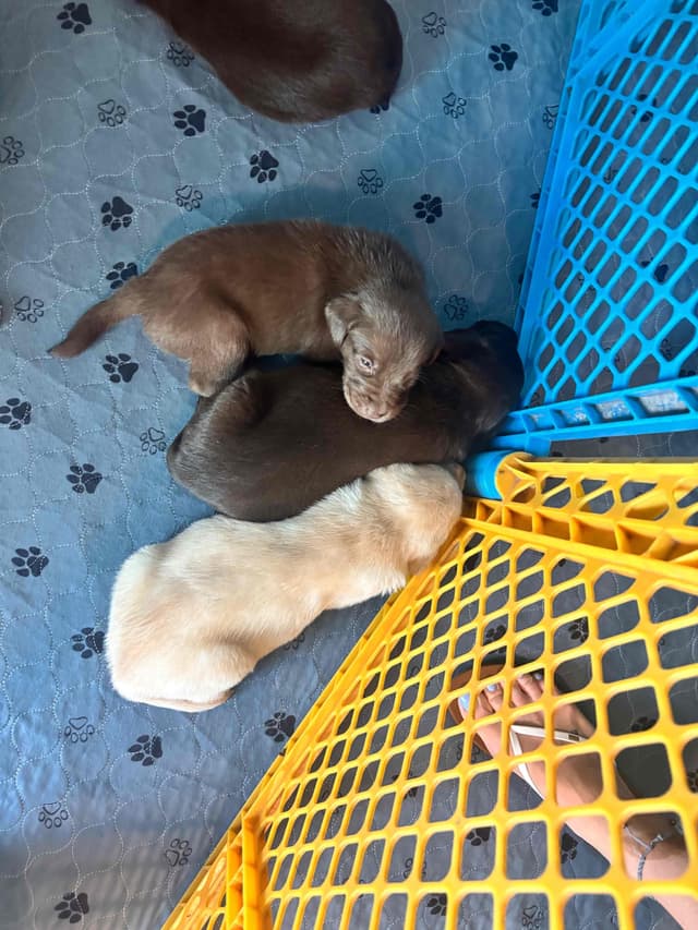 Labrador Retriever Puppies media 6