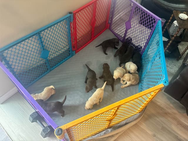 Labrador Retriever Puppies media 5