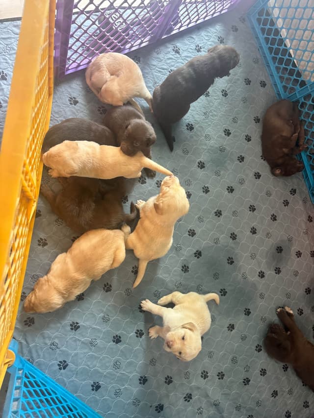 Labrador Retriever Puppies media 8