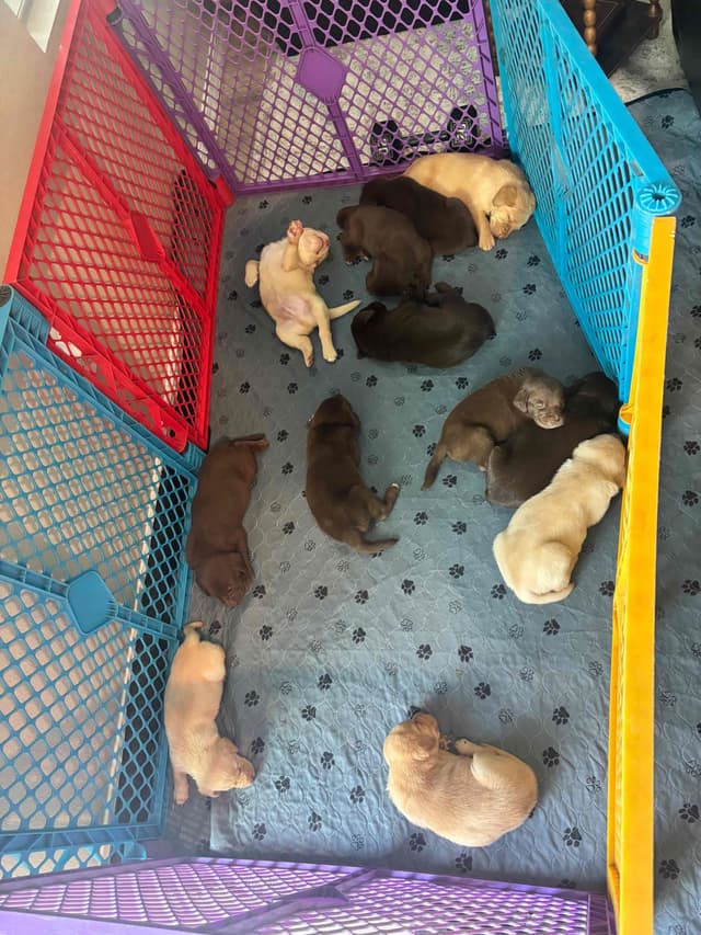 Labrador Retriever Puppies media 9