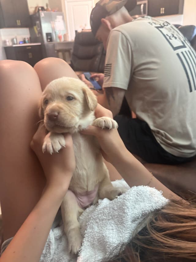Labrador Retriever Puppies media 10