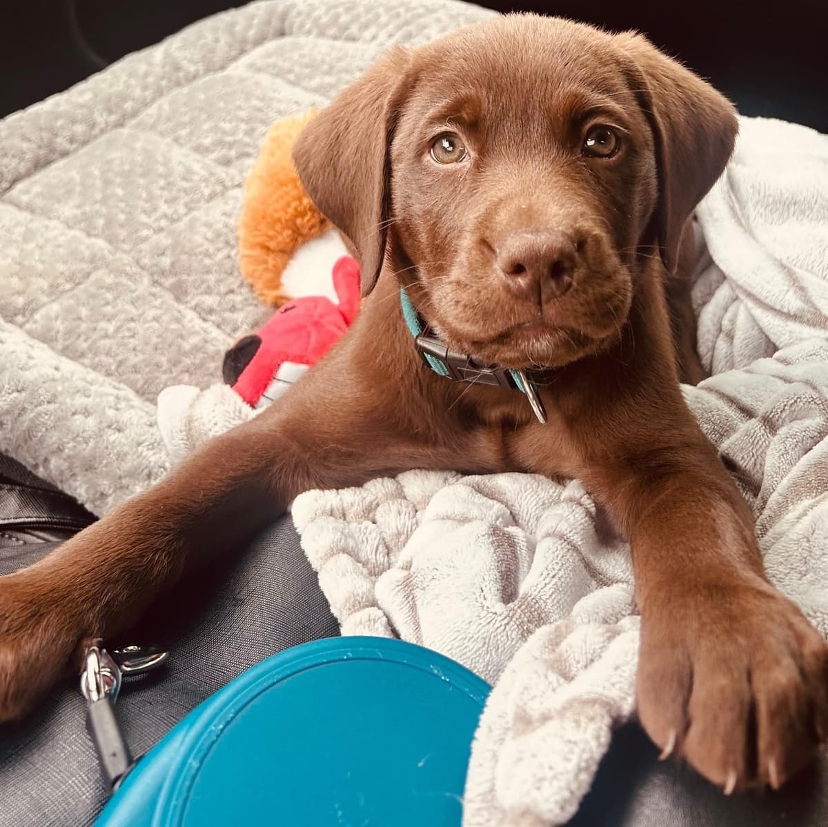 Labrador Retriever Puppies breeder image 10