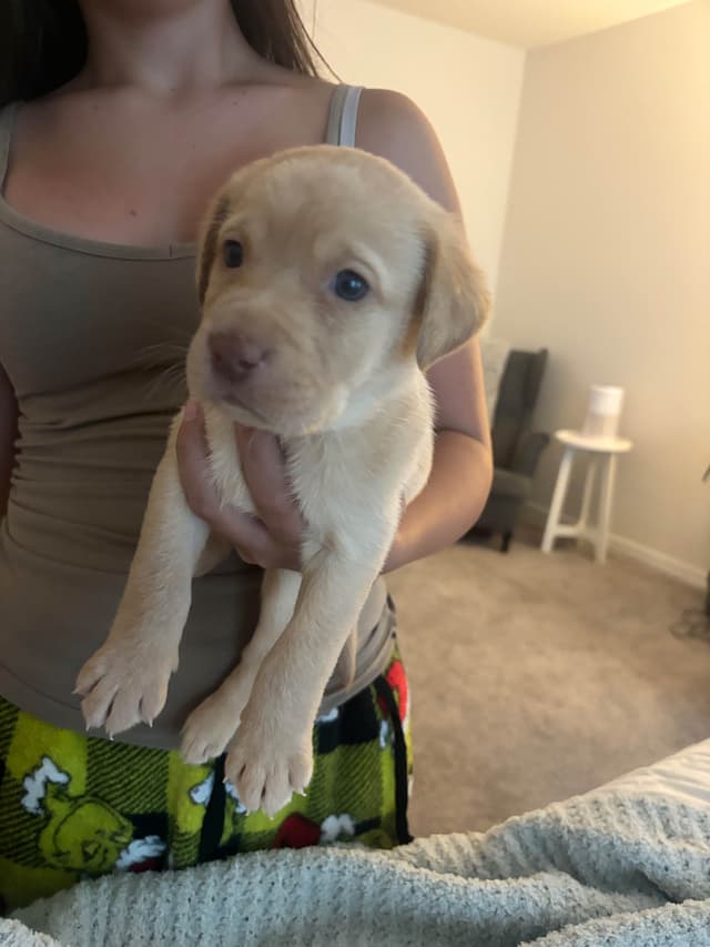 Labrador Retriever Puppies media 15