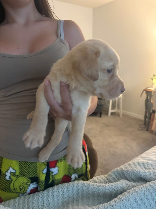 Labrador Retriever Puppies media 14