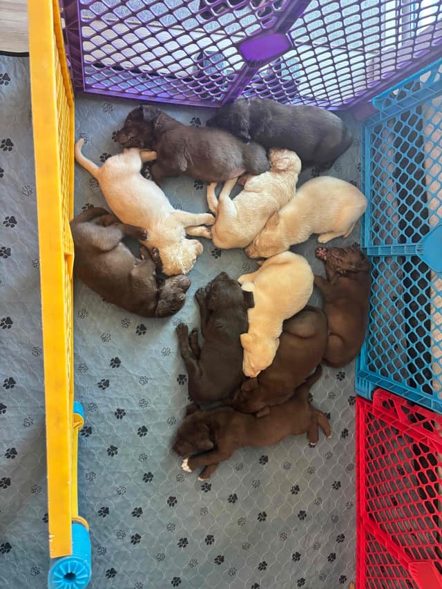 Labrador Retriever Puppies media 16