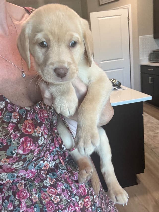Labrador Retriever Puppies media 17