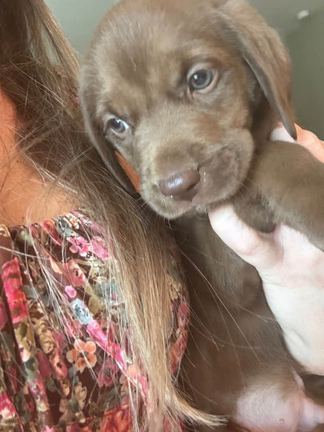 Labrador Retriever Puppies media 18