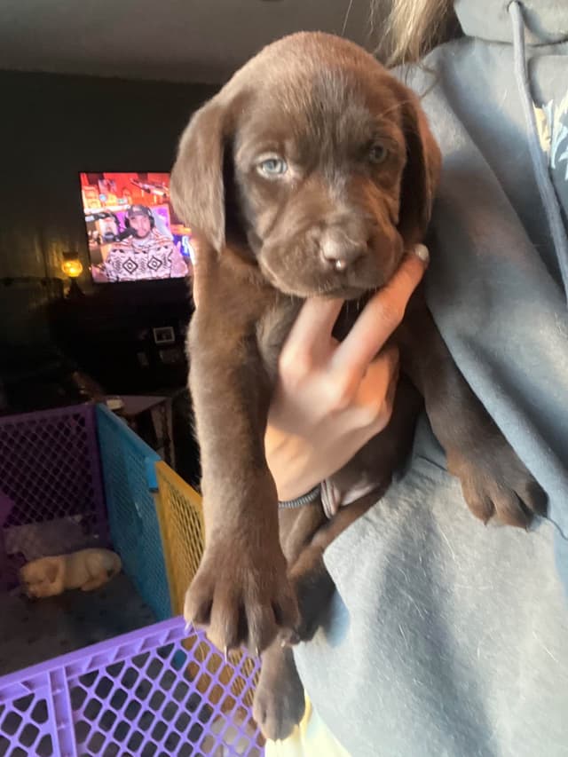 Labrador Retriever Puppies media 19
