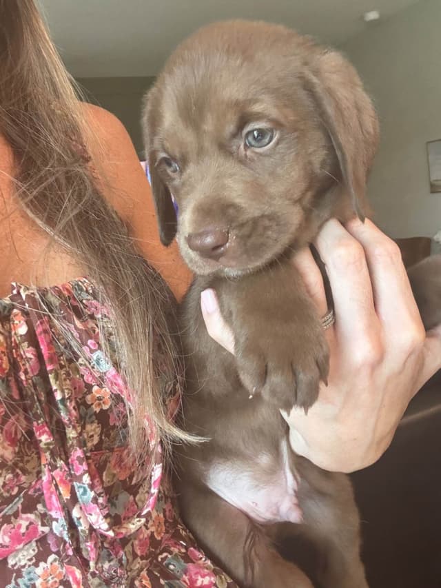 Labrador Retriever Puppies media 2