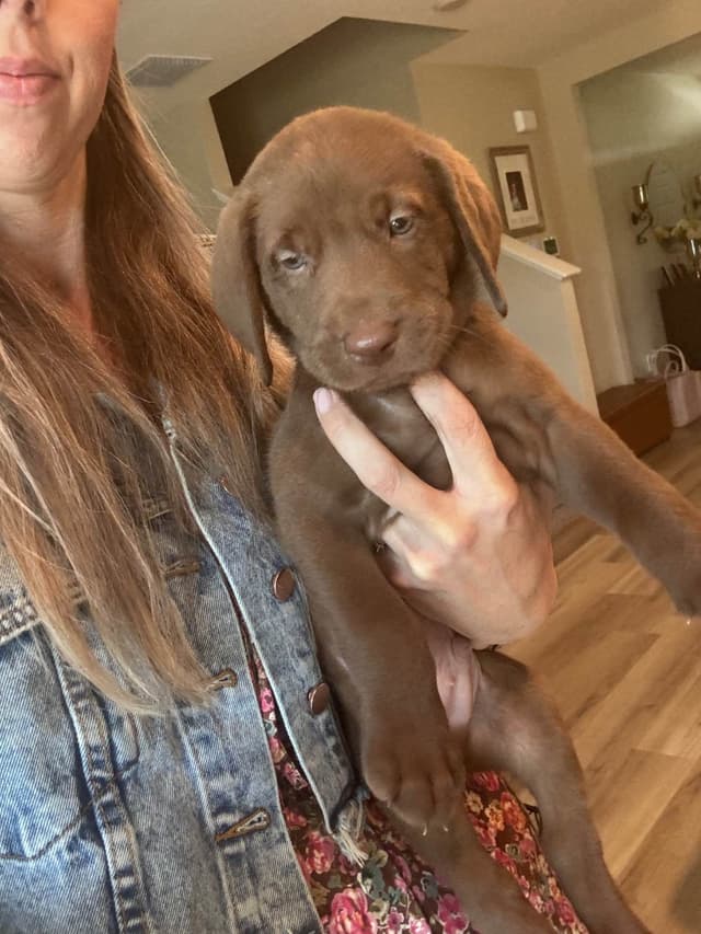 Labrador Retriever Puppies media 20