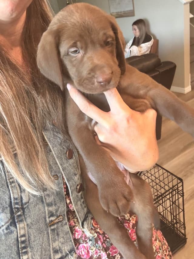 Labrador Retriever Puppies media 21