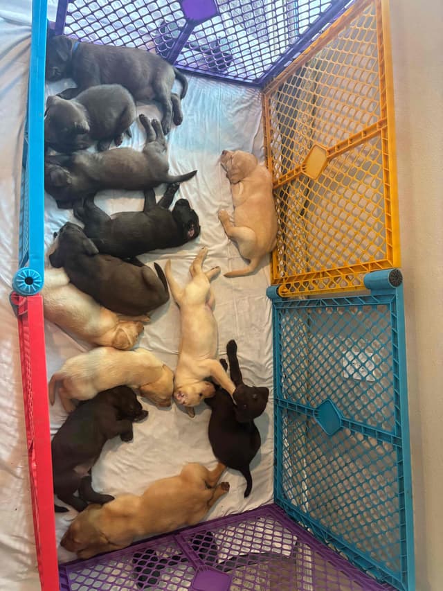 Labrador Retriever Puppies media 22