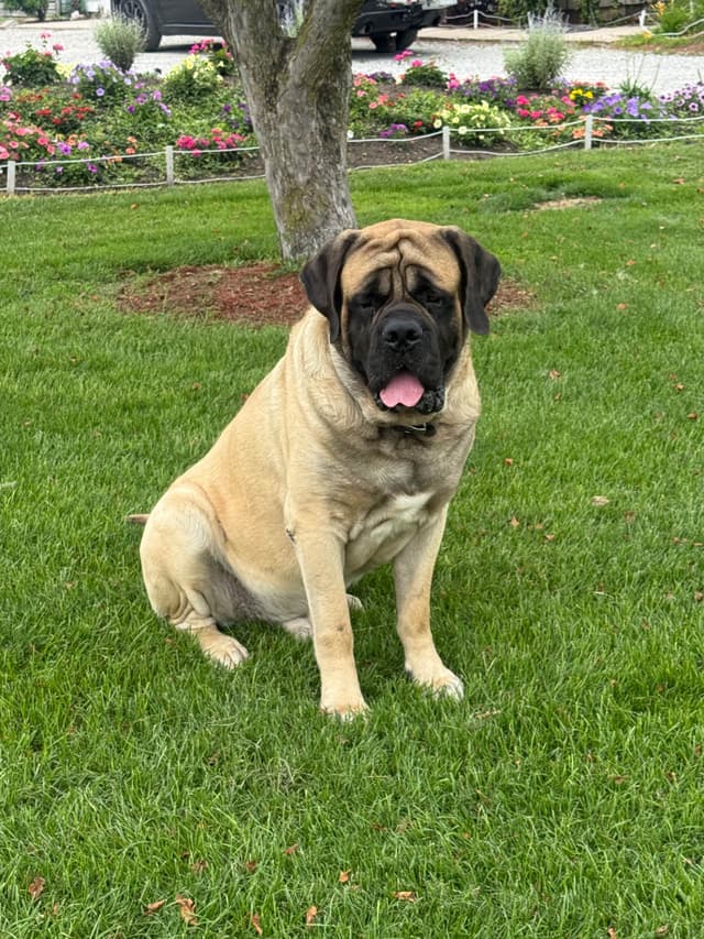 Mastiff Puppies media 2