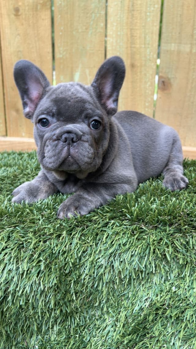 French Bulldog Puppies media 2