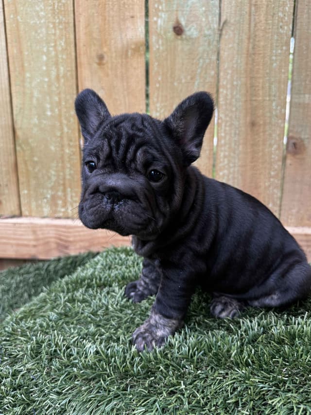 French Bulldog Puppies media 3