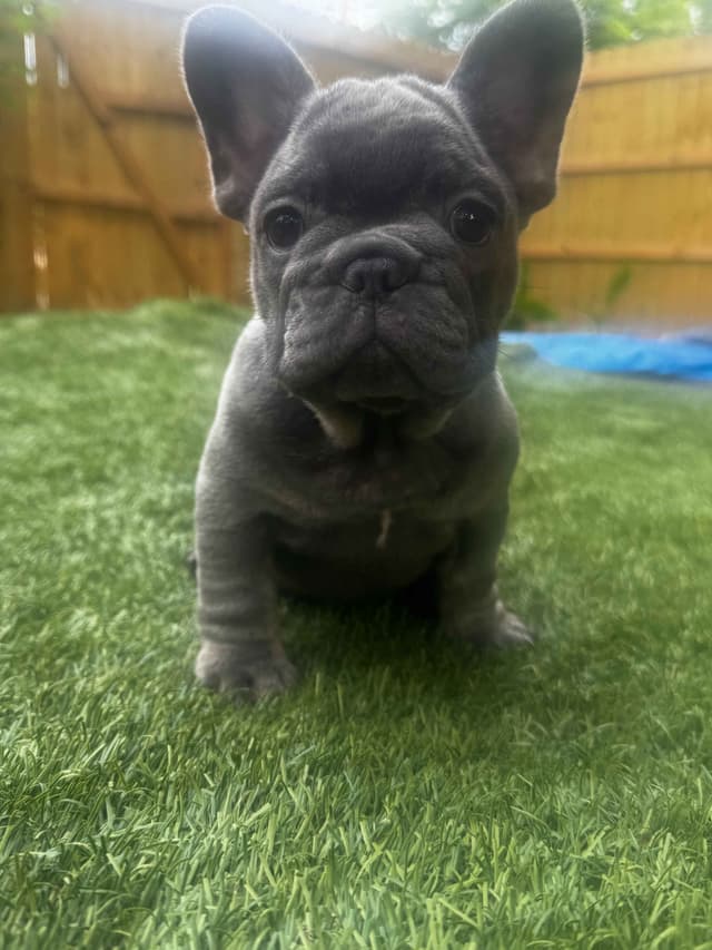 French Bulldog Puppies media 4