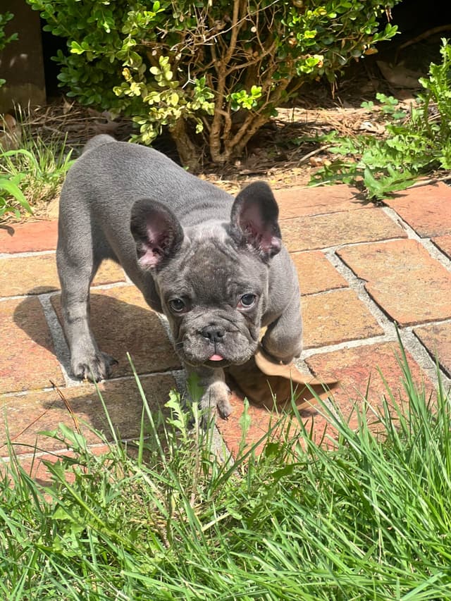 French Bulldog Puppies media 6