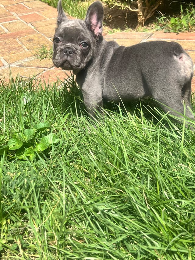 French Bulldog Puppies media 5