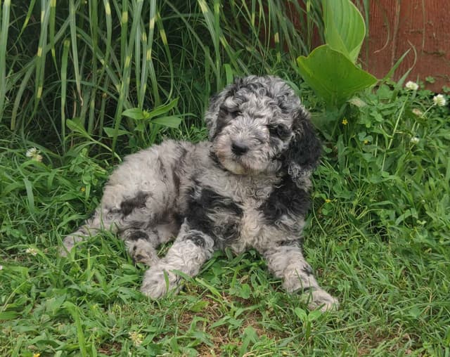 Poodle Puppy media 2