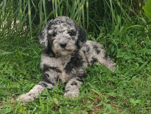 Poodle Puppy media 3