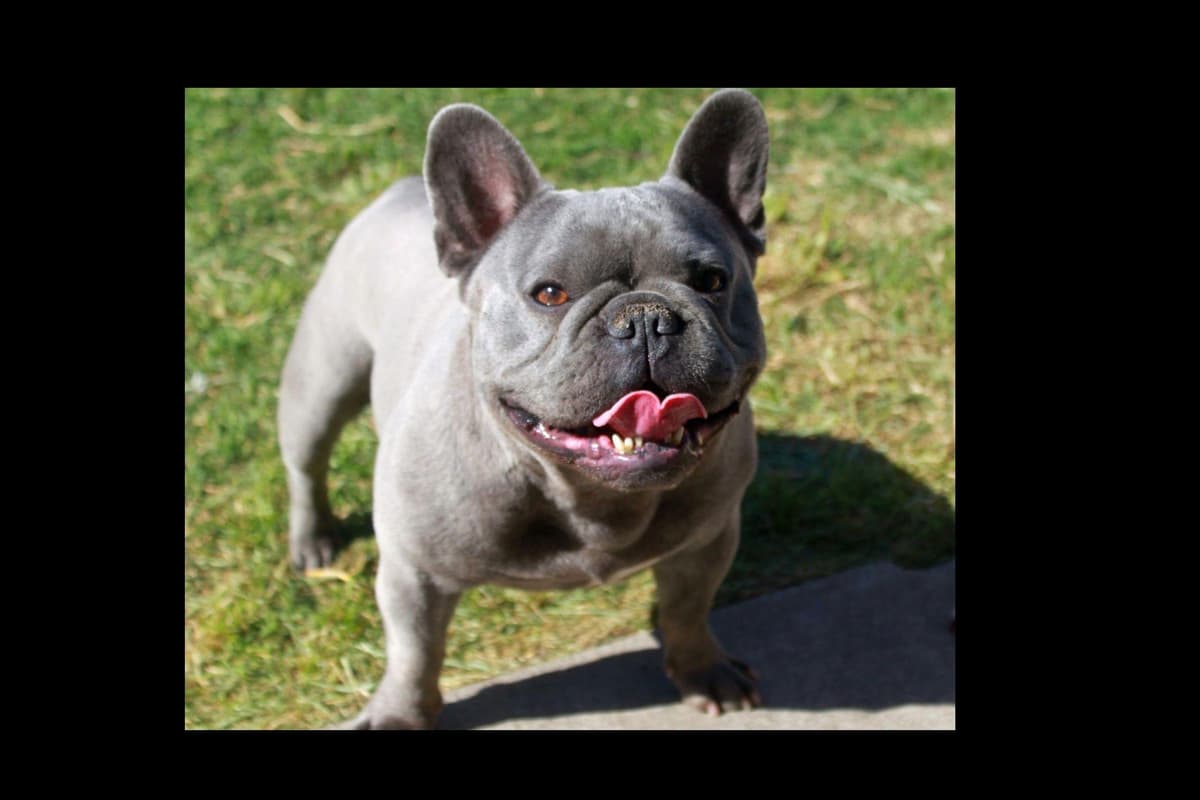 PD (A Pageant Choco dau) & SeWea babies! 707-337-9223 breeder image 12