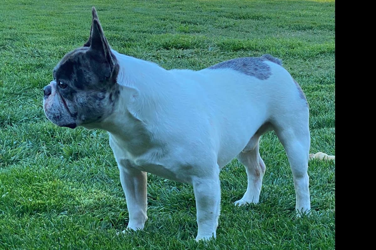 PD (A Pageant Choco dau) & SeWea babies! 707-337-9223 breeder image 18