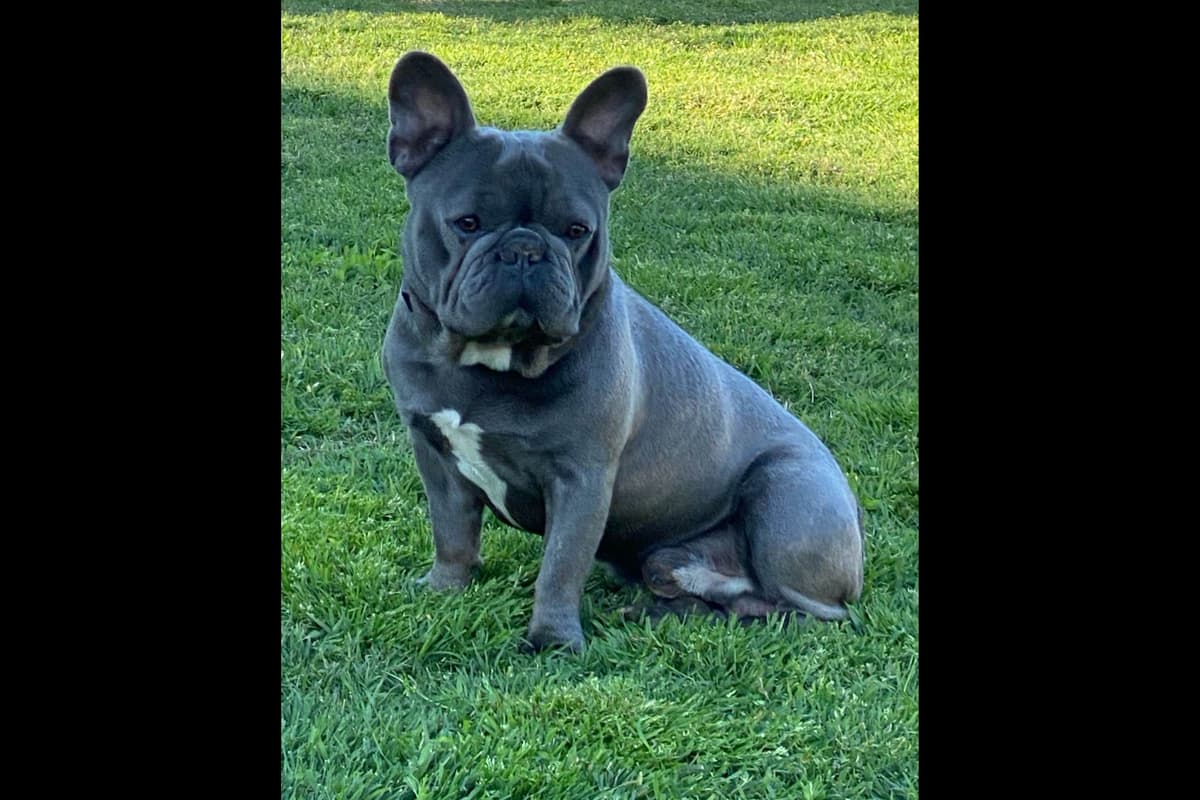 PD (A Pageant Choco dau) & SeWea babies! 707-337-9223 breeder image 19