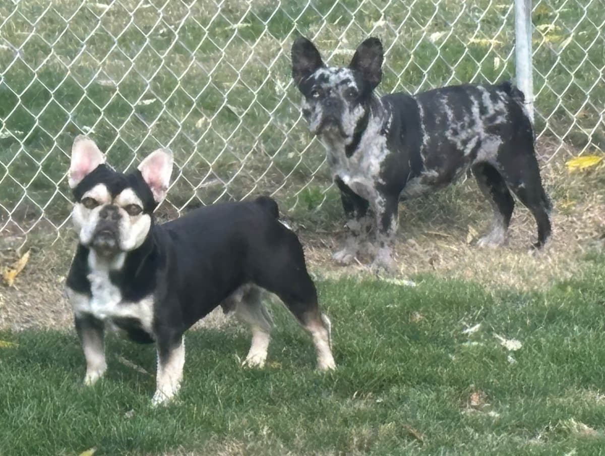 PD (A Pageant Choco dau) & SeWea babies! 707-337-9223 breeder image 1
