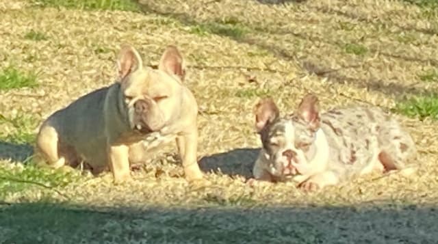 new puppies any moment! 707-337-9223 media 6