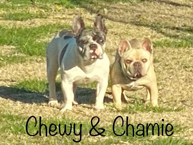 new puppies any moment! 707-337-9223 media 8