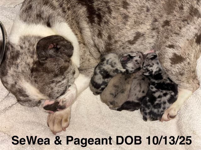new puppies any moment! 707-337-9223 media 10