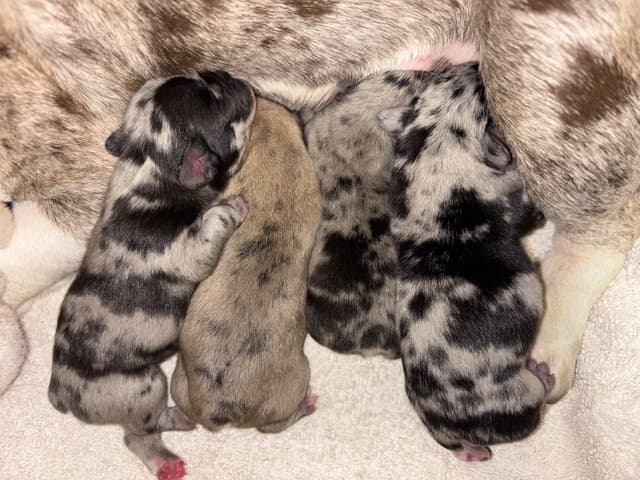 new puppies any moment! 707-337-9223 media 11