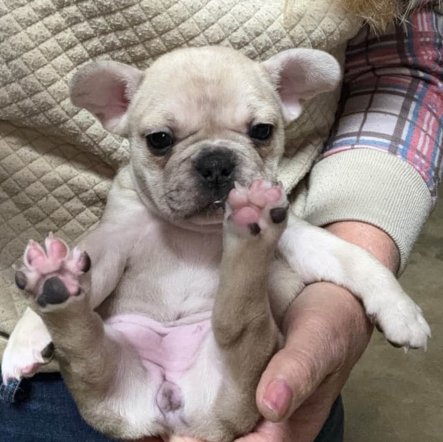 new puppies any moment! 707-337-9223 media 14