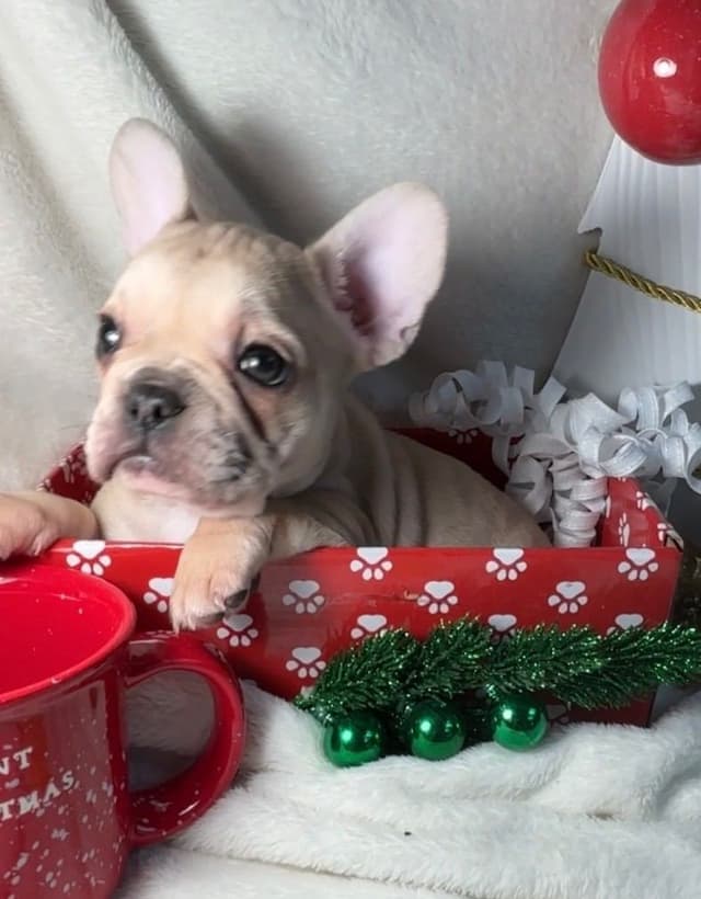 new puppies any moment! 707-337-9223 media 15