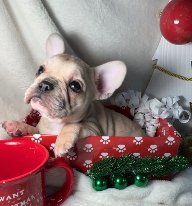 new puppies any moment! 707-337-9223 media 16