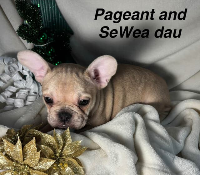 new puppies any moment! 707-337-9223 media 17