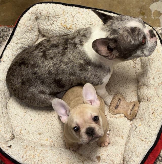 new puppies any moment! 707-337-9223 media 18