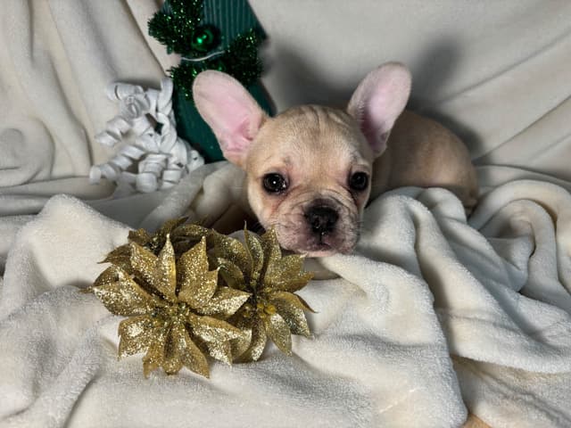 new puppies any moment! 707-337-9223 media 19