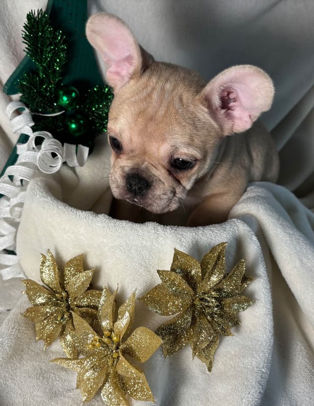 new puppies any moment! 707-337-9223 media 20