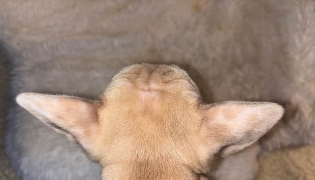 new puppies any moment! 707-337-9223 media 21